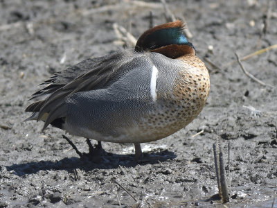 green-winged teal BRD8396.JPG