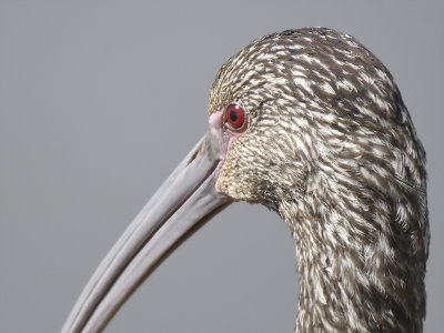 white-faced ibis BRD8403.JPG