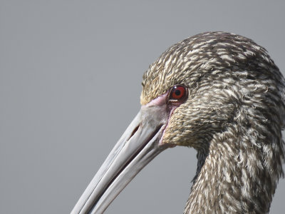 white-faced ibis BRD8406.JPG