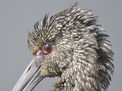 white-faced ibis BRD8411.JPG