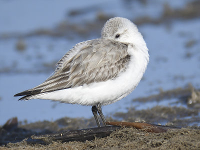 sanderling BRD8268.JPG