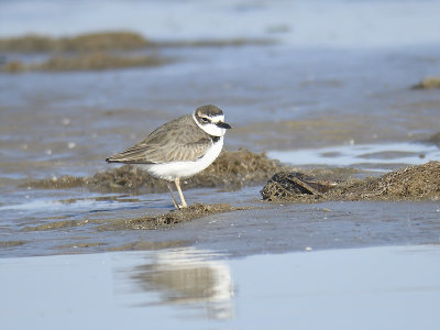 wilson's plover BRD8291.JPG