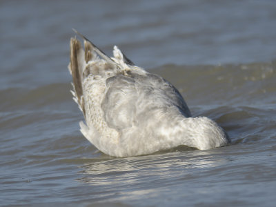 iceland gull BRD8346.JPG