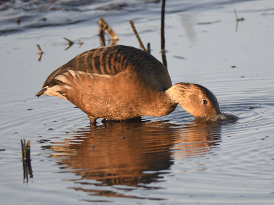 fulvous whistling duck BRD8427.JPG