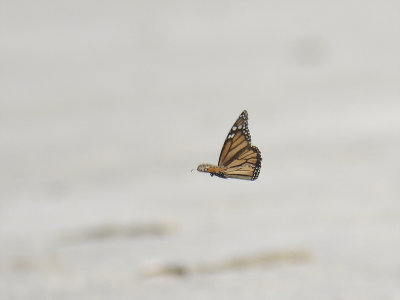 monarch butterfly BRD8597.JPG