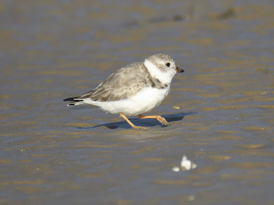 piping plover BRD8799.JPG