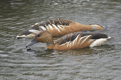 fulvous whistling duck BRD9249.JPG