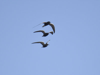 black tern BRD9336.JPG