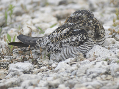 common nighthawk BRD9439.JPG