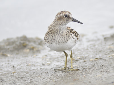 least sandpiper BRD9653.JPG