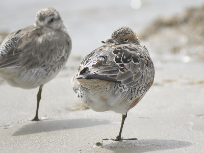 red knot BRD9599.JPG