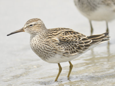 pectoral sandpiper BRD9683.JPG