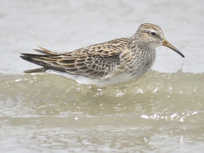 pectoral sandpiper BRD9716.JPG