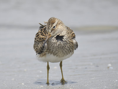 pectoral sandpiper BRD9733.JPG