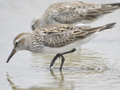 white-rumped sandpiper BRD9669.JPG