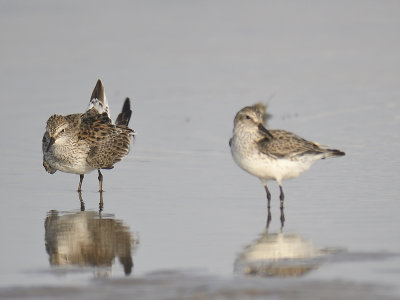 white-rumped sandpiper BRD9882.JPG