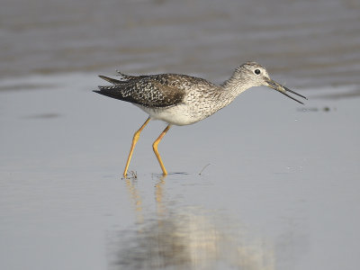 greater yellowlegs BRD9902.JPG