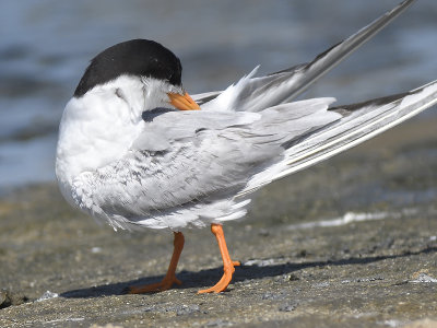 forster's tern BRD0267.JPG