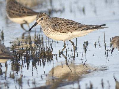 white-rumped sandpiper BRD0123.JPG