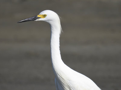 snowy egret  BRD0235.JPG