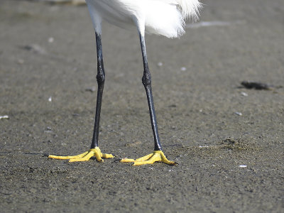 snowy egret BRD0236.JPG