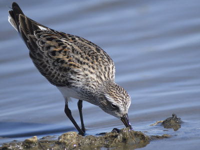 white-rumped sandpiper BRD0327.JPG