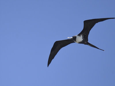 magnificent frigatebird BRD0356.JPG