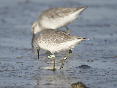 red knot BRD0499.JPG