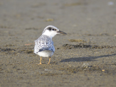 least tern BRD0684.JPG