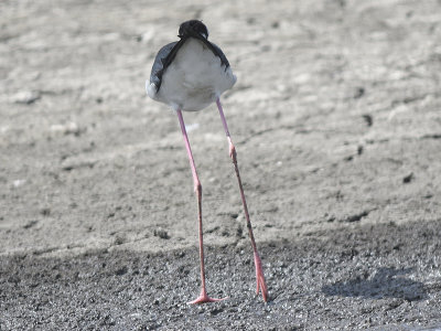 black-necked stilt BRD0608.JPG