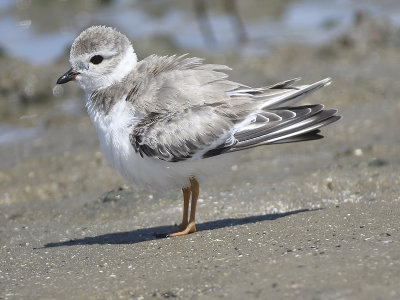 piping plover BRD1360.JPG