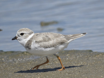 piping plover BRD1367.JPG