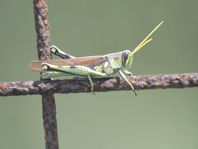 grasshopper BRD1438.JPG