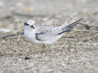 least tern BRD1434.JPG