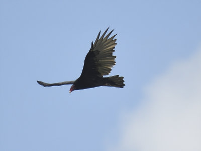 turkey vulture BRD1495.JPG
