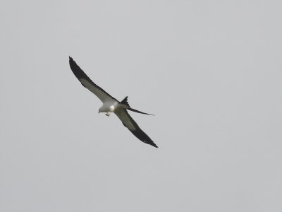 swallow-tailed kite BRD1465.JPG