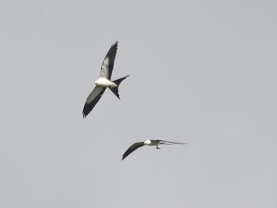 swallow-tailed kite BRD1470.JPG