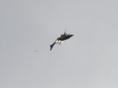 swallow-tailed kite BRD1473.JPG