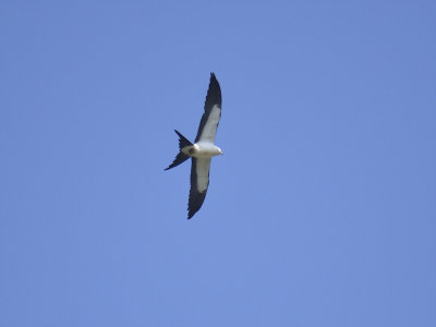swallow-tailed kite BRD1759.JPG