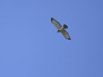 broad-winged hawk BRD1773.JPG