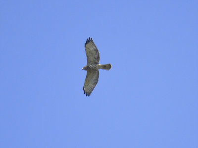 broad-winged hawk BRD1767.JPG