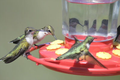 ruby-throated hummingbird BRD1786.JPG