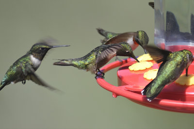 ruby-throated hummingbird BRD1808.JPG