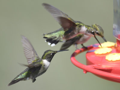 ruby-throated hummingbird BRD1812.JPG