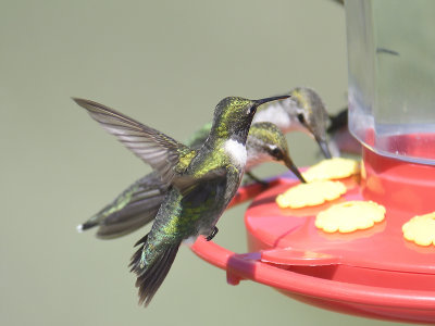 ruby-throated hummingbird BRD1816.JPG