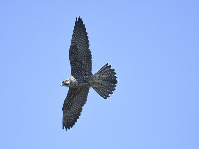 peregrine falcon BRD1846.JPG