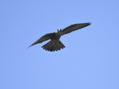 peregrine falcon BRD1868.JPG