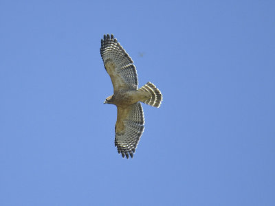 red-shouldered hawk BRD2042.JPG