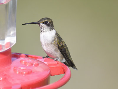 ruby-throated hummingbird BRD2133.JPG