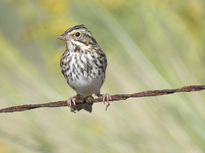 savannah sparrow BRD2141.JPG